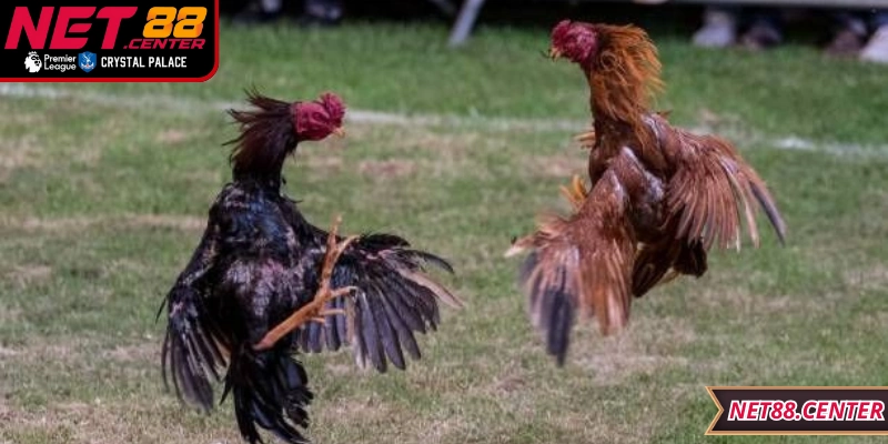 Minh bạch, công bằng trong từng trận Đá Gà Campuchia