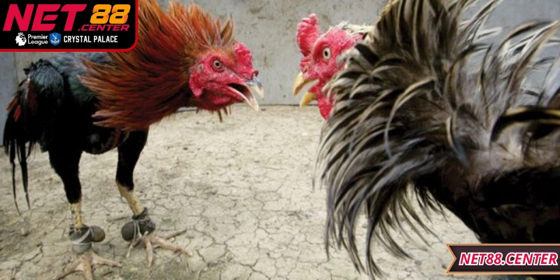 Tuân thủ luật chơi và quản lý vốn để trải nghiệm an toàn, bền vững