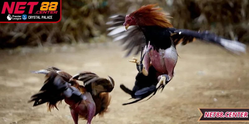 Lời khuyên từ chuyên gia giúp quá trình cược dễ dàng