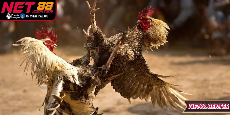 Phân tích các loại hình đá gà phổ biến tại nền tảng