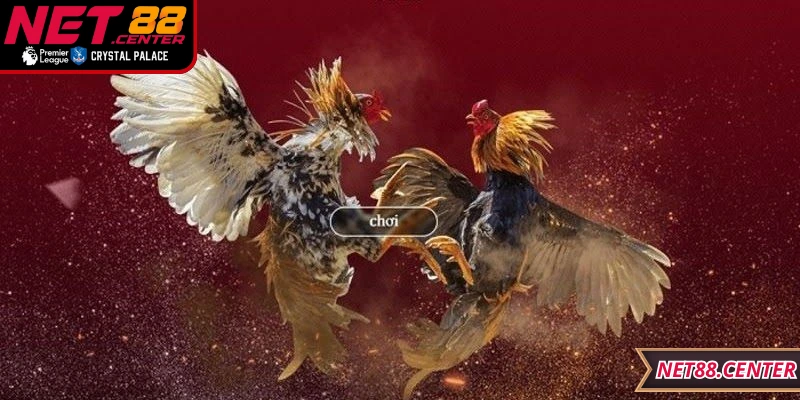 Trực tiếp đá gà mang đến góc nhìn chân thực từ trường đấu quốc tế