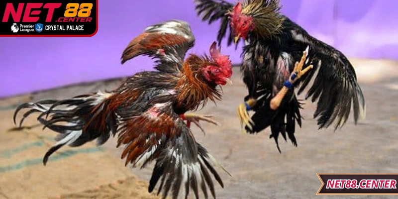 Hướng dẫn quy trình tham gia chi tiết, thao tác đơn giản