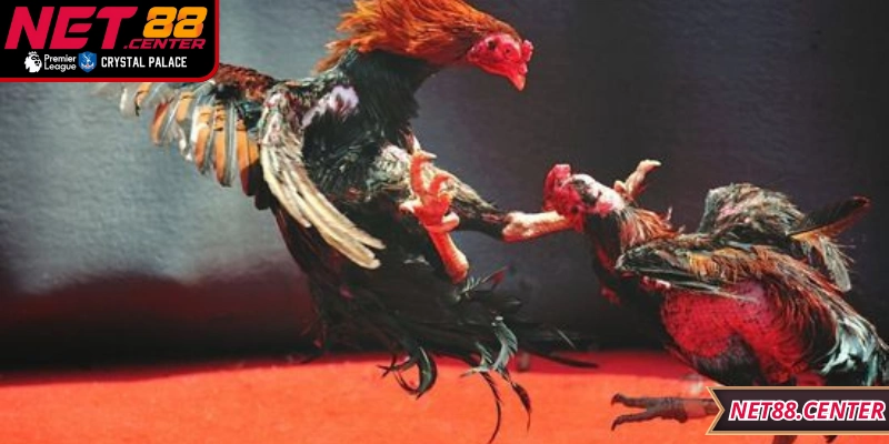 Tuân thủ quy định, dùng nền tảng chính thức để an toàn