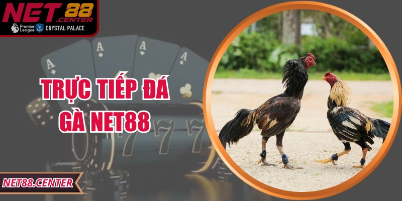 Trực Tiếp Đá Gà Net88 – Trải Nghiệm Giải Trí Đỉnh Cao